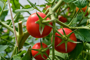 Ripe red round tomatoes on a branch