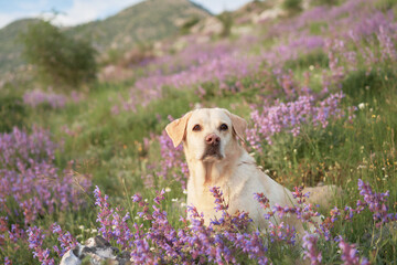 dog among wild flowers against the backdrop of mountains. Fawn Labrador Retriever in nature