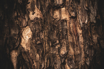 Tree surface with dark vignette border for background.