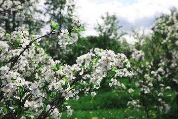 White flowers on a green bush. The white rose is blooming. Spring cherry apple blossom.