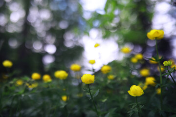 Plants and flowers macro. Detail of petals and leaves at sunset. Natural nature background.