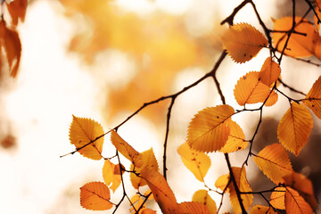 Lively closeup of falling autumn leaves with vibrant backlight from the setting sun