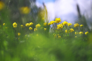 Plants and flowers macro. Detail of petals and leaves at sunset. Natural nature background.