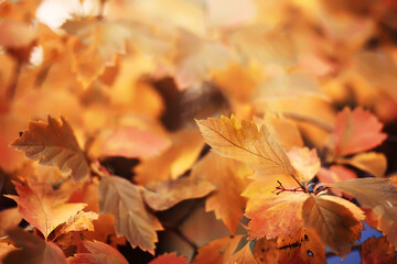 Lively closeup of falling autumn leaves with vibrant backlight from the setting sun