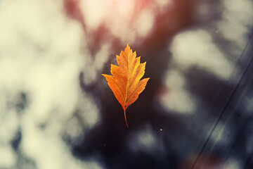 Autumn leaf on the windshield of a car. attractive detail picture of a maple leaf lying on the...