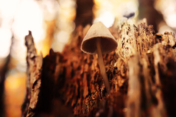 Mushroom caps amid a pile of brown leaves on the forest floor on a fall day in Germany. - obrazy, fototapety, plakaty