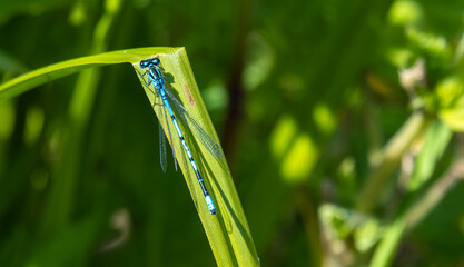 Blue dragonfly on a green stem close-up.