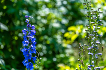 Flowers and plants in the garden on a summer day.