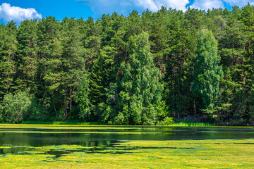 Pine green forest along the banks of the river on a summer day.