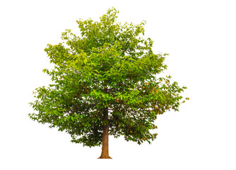 tree cut out from original background _  tree png image 