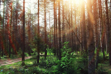 Obraz premium Pine forest. Trees in the forest. Fir branches with cones. Glare of the sun.