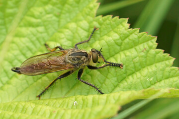 Closeup on the large hairy Golden-tabbed Robberfly, Eutolmus rufibarbis sitting on a green leaf