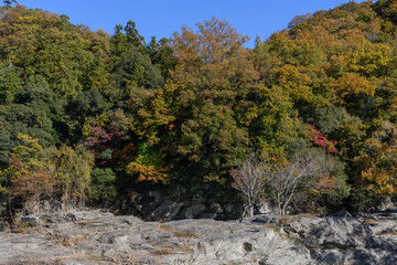 長瀞の岩畳の紅葉