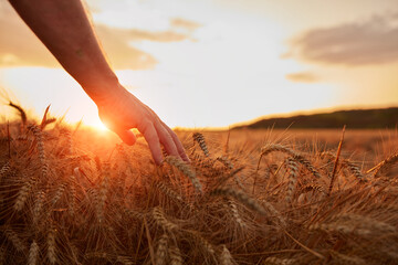 Hand touching wheat crops in golden hour, sunset, sunrise time.