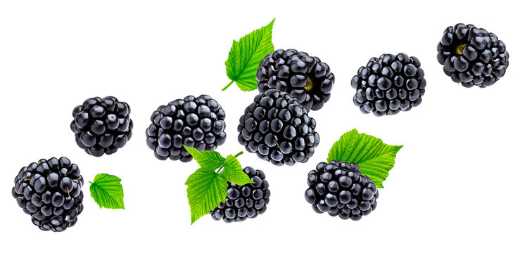 blackberry png image _ fruit image _ blackberry in isolated white background 