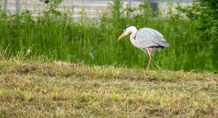 Gray heron - in meadows of Geneva