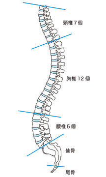 背骨の解剖図　頸椎　胸椎　腰椎　横図