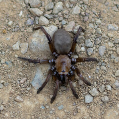 California Tarantula juvenile. Monte Bello Preserve, San Mateo and Santa Clara Counties, California, USA.
