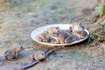 Several frogs were eating pellets on a plate by the pond.