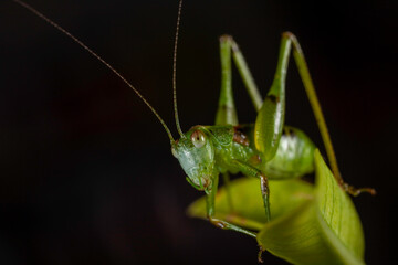 macro photo of grasshopper larvae on green leaf.