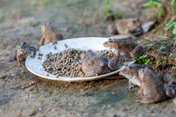 Several frogs were eating pellets on a plate by the pond.