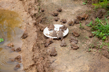Several frogs were eating pellets on a plate by the pond.