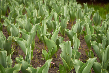 Obraz premium plants on the ground