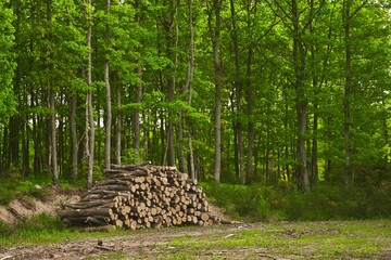 Devastating effects of deforestation. Stumps and logs of exploited pine and leaf trees.