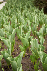 Obraz premium plants on the ground