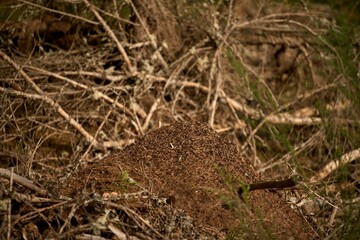 Ants nest. Close up or macro shot of ants working on ground. Wood ants crawling on the ant hill.  Hundreds of ants swarm their mound