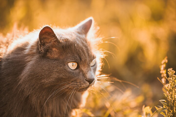Naklejka na ściany i meble Beautiful tabby cat standing in the blooming meadow. Domestic cat in the garden