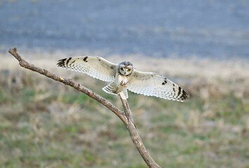 木にとまる直前のコミミズク