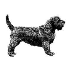 Basset Fauve de Bretagne dog breed hand drawing vector isolated on background.