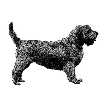 Basset Fauve de Bretagne dog breed hand drawing vector isolated on background.