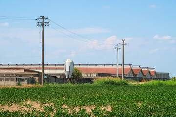 Stable breeding pigs agriculture enclosure Italy Italian art history culture