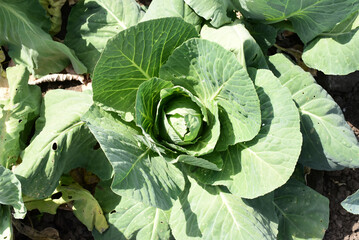 Young cabbage bushes in chornozem soil, agriculture concept, harvest photo