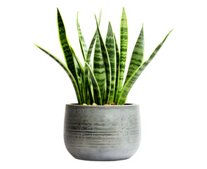 Sansevieria plant in pot isolated on transparent background. PNG format
