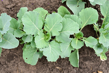 Young cabbage bushes in chornozem soil, agriculture concept, harvest photo