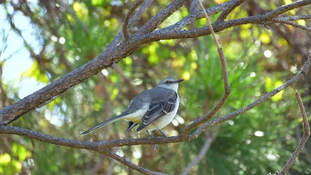 A Northern mockingbird bird perched on a tree branch