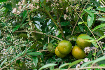 Yellowish green orange fruit on stalk