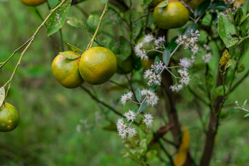 Yellowish green orange fruit on stalk