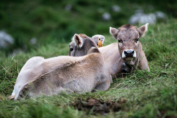 Cow with big horns grazing in the Bergamo mountains of northern Italy