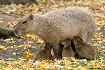  Capybara