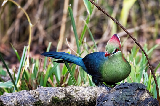 An adult fischer's turaco, tauraco fischeri, perched on a log. This colourful bird is near threatened in the wild and is endemic to East Africa.