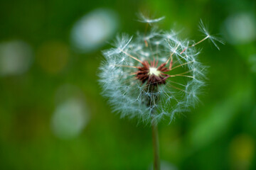 A dandelion plant against the wind.