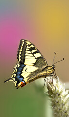 A common yellow swallowtail on green wildflower collect nectar. Papilio machaon.
