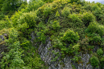 landscape with mountain vegetation close-up, grass, rocks. Natural background