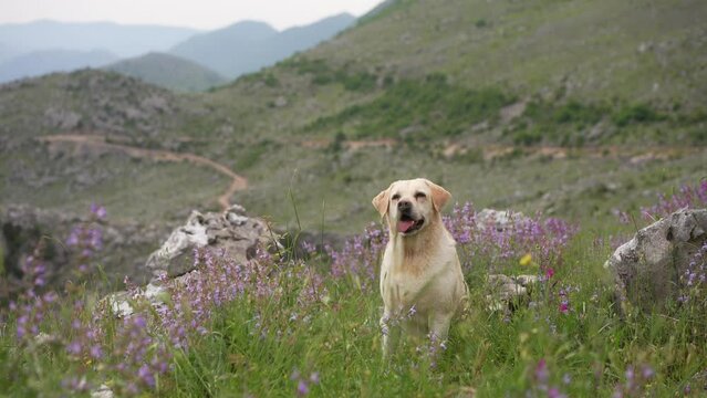dog among wild flowers against the backdrop of mountains. Fawn Labrador Retriever in nature