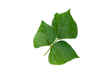 Yam bean leaf isolated on white background.