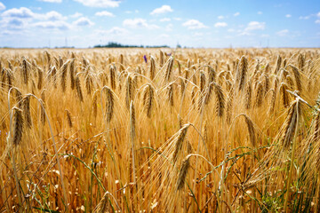 Field of wheat. Golden wheat field. Ripe wheat grains on the field. Wheat harvesting.